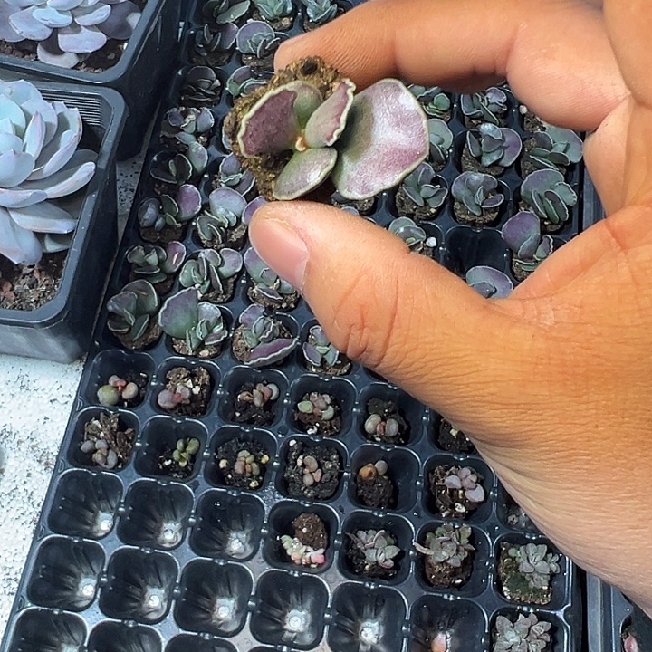 艺妓海豹 满10颗包邮