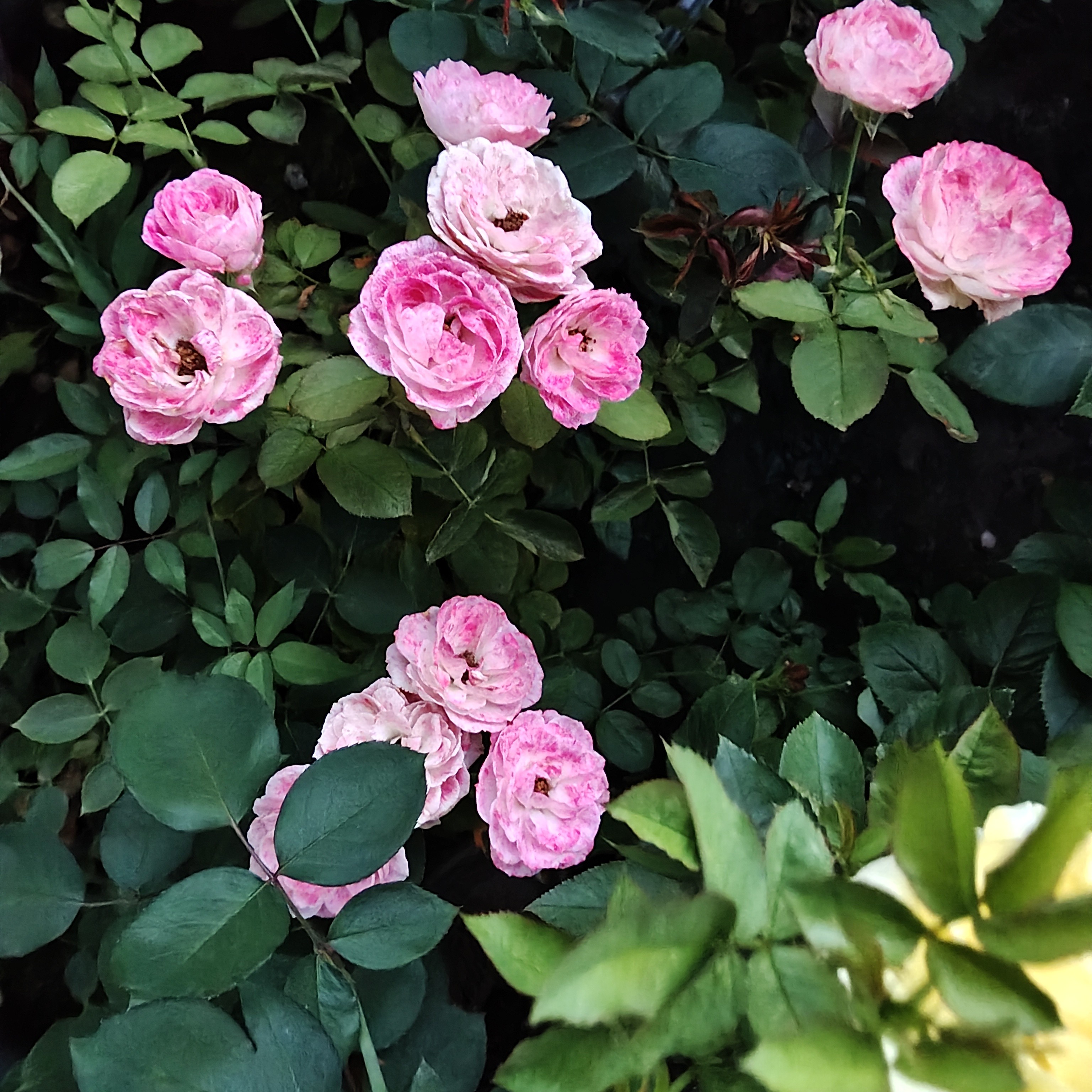 月季花卉多季节开花适合阳台庭院好养