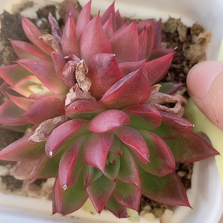 索菲亚一物一拍，