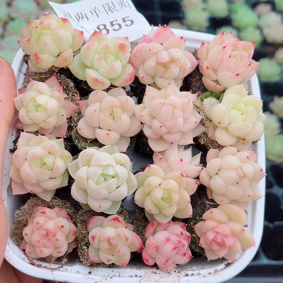 1-855 新疆西藏内蒙不发12.8包邮2-3公分多肉