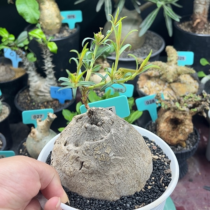 玉龟龙产地多肉植物