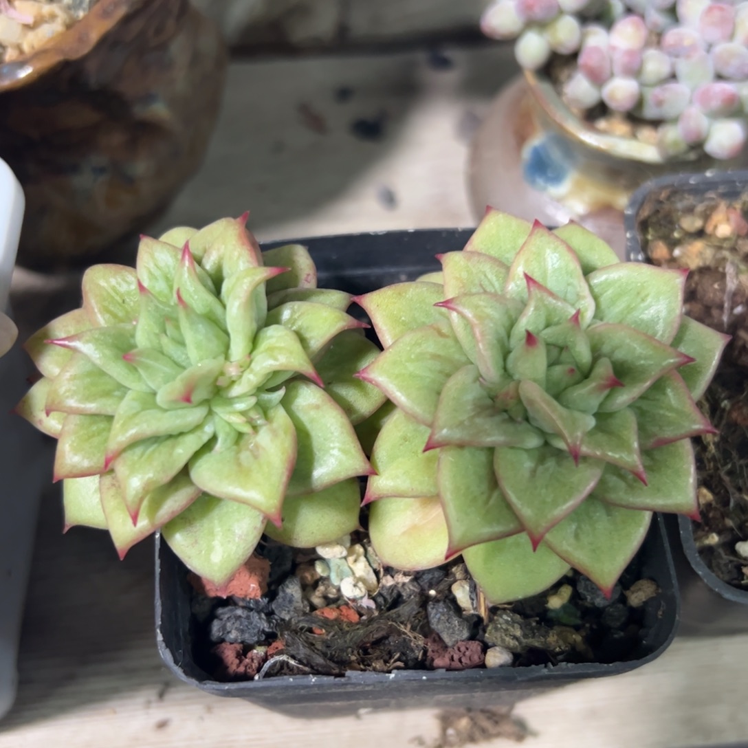 蔷薇锦双头多肉植物