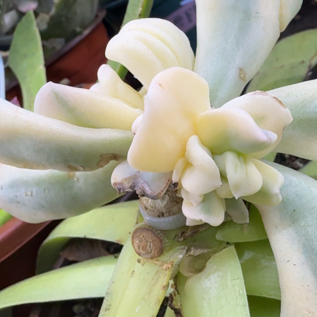 特玉莲锦腹轮锦多肉锦