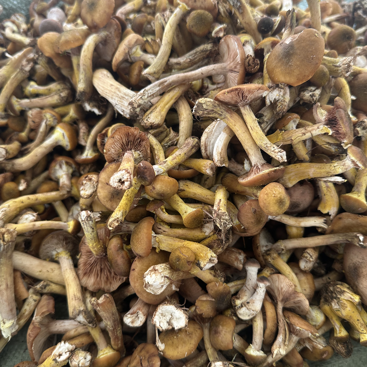 大飞东北水焯榛蘑片