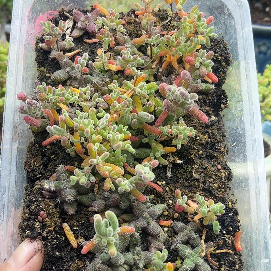 16混播切糕优选枝干番杏