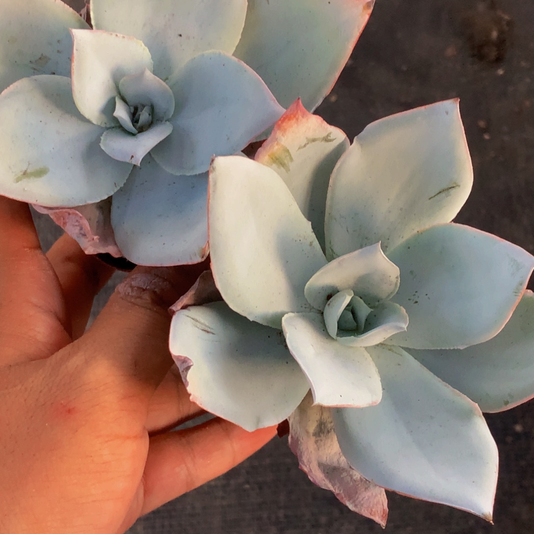 广寒宫  （满9.99包邮不满9.99发叶子）