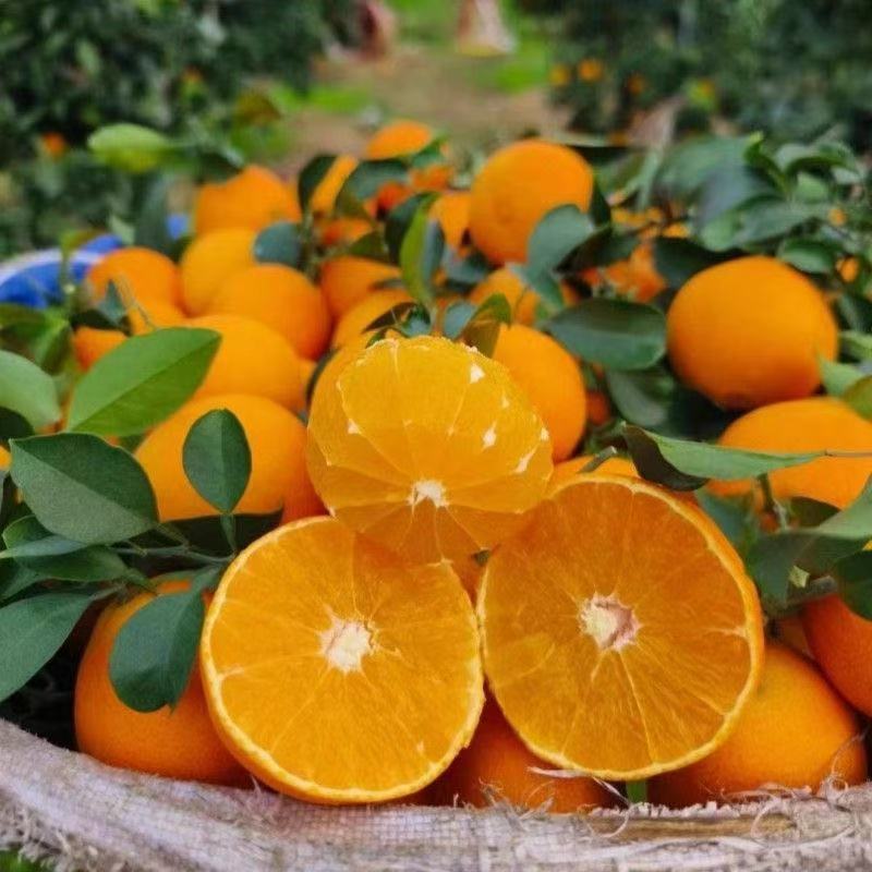 四川眉山爱媛38号果冻橙新鲜现摘手剥橙子香甜多汁应季水果