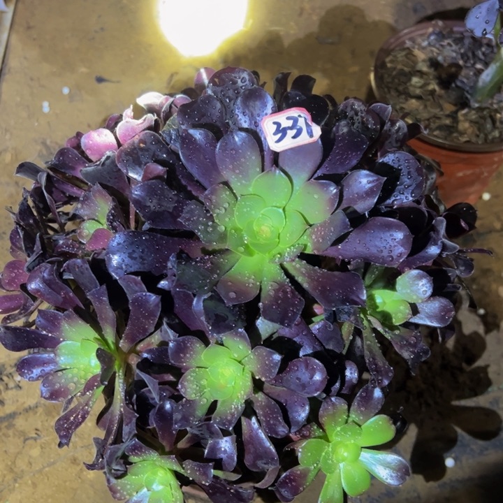 欧子多肉植物3-37