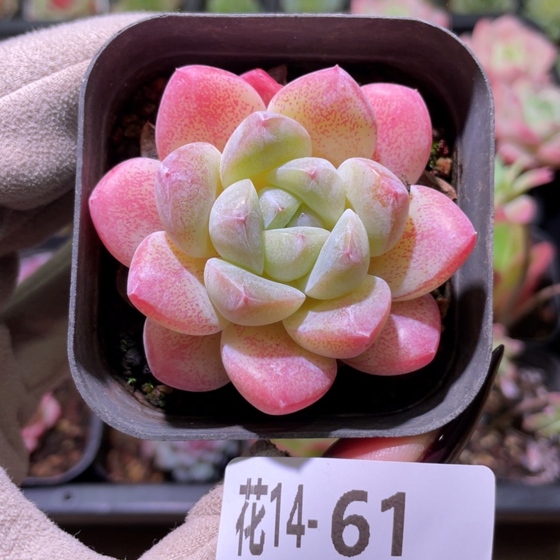 花利美14-61冰玉单头