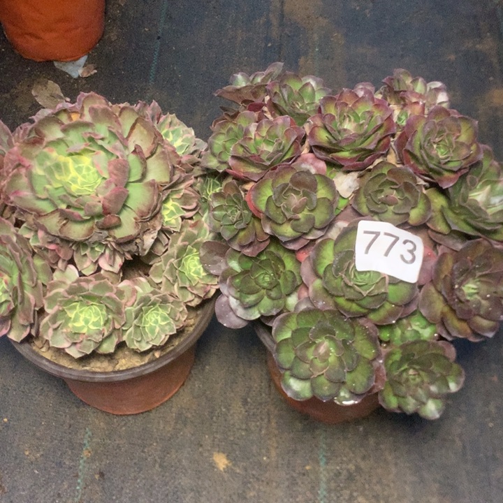 773两个特价无售后多肉植物