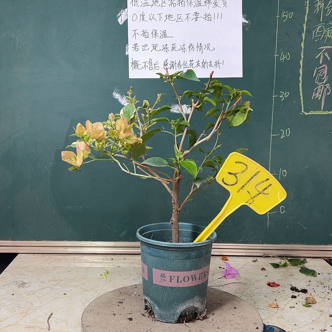 完全开放金边马斯有绿叶枝条314