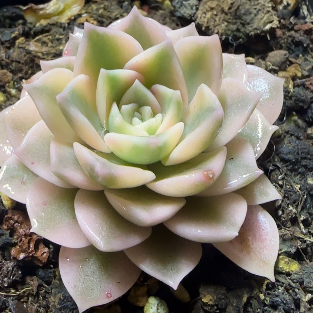 多肉植物 多肉植物