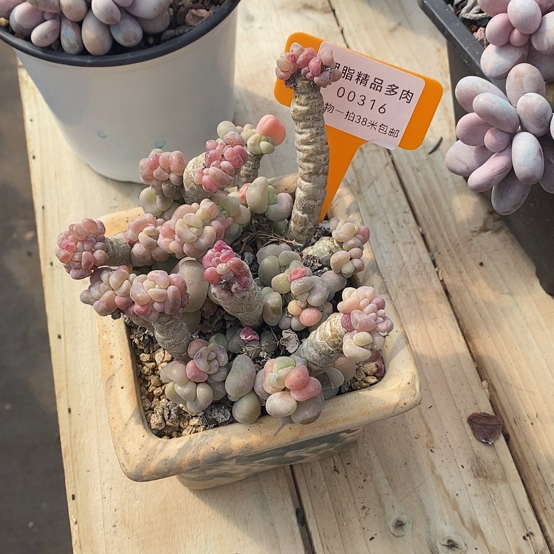 316兔兔烧烤咯哦吐魔芋我我