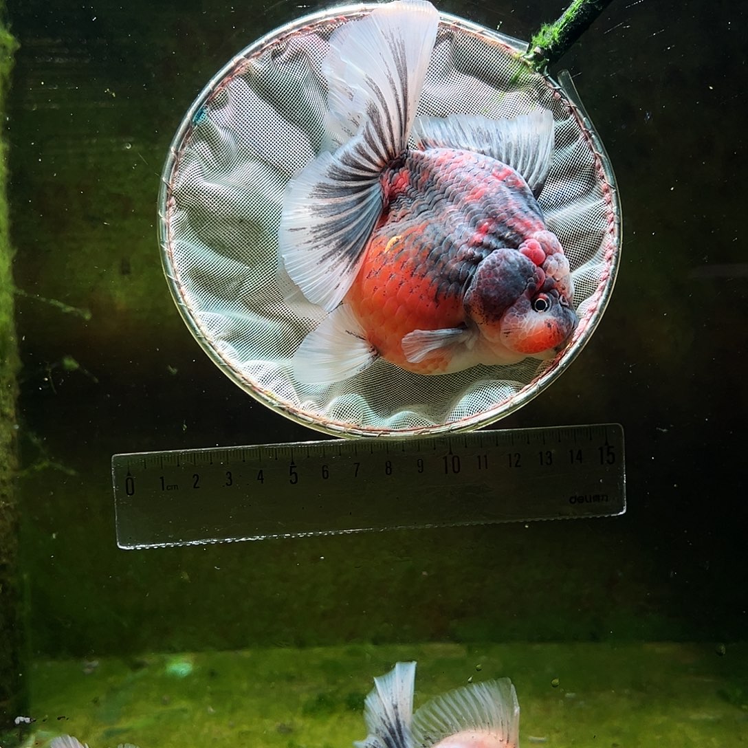 金鱼冷水金鱼百褶泰狮