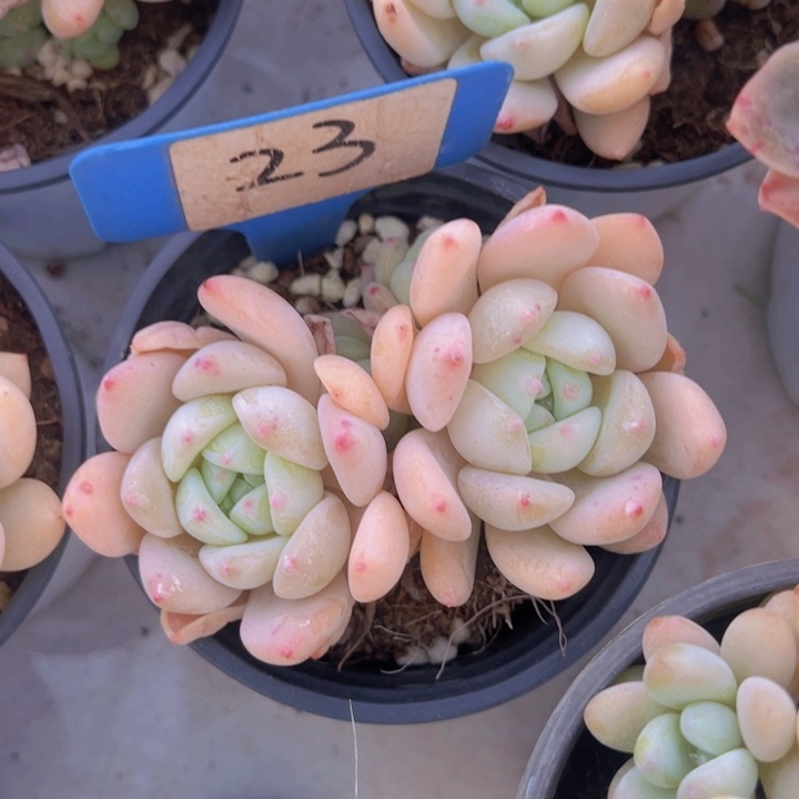 健健康康平平安安