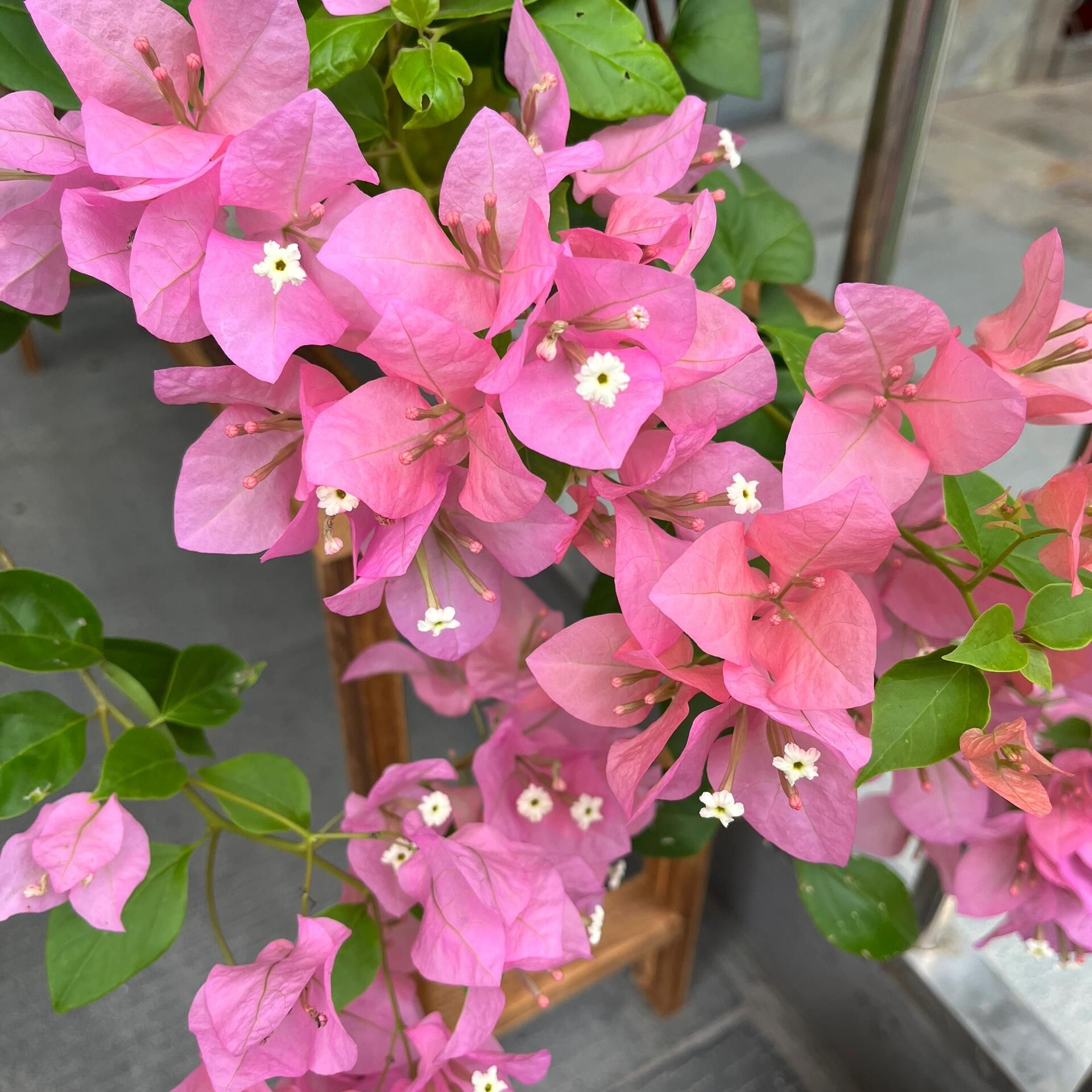 三角梅带花发货四季勤花可爬藤适合庭院种植