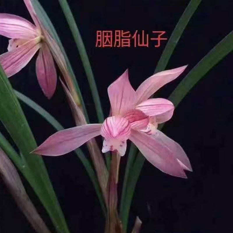 精品兰花春兰 胭脂仙子 色花瓣型花容幽美浓香四溢室内绿植小盆栽