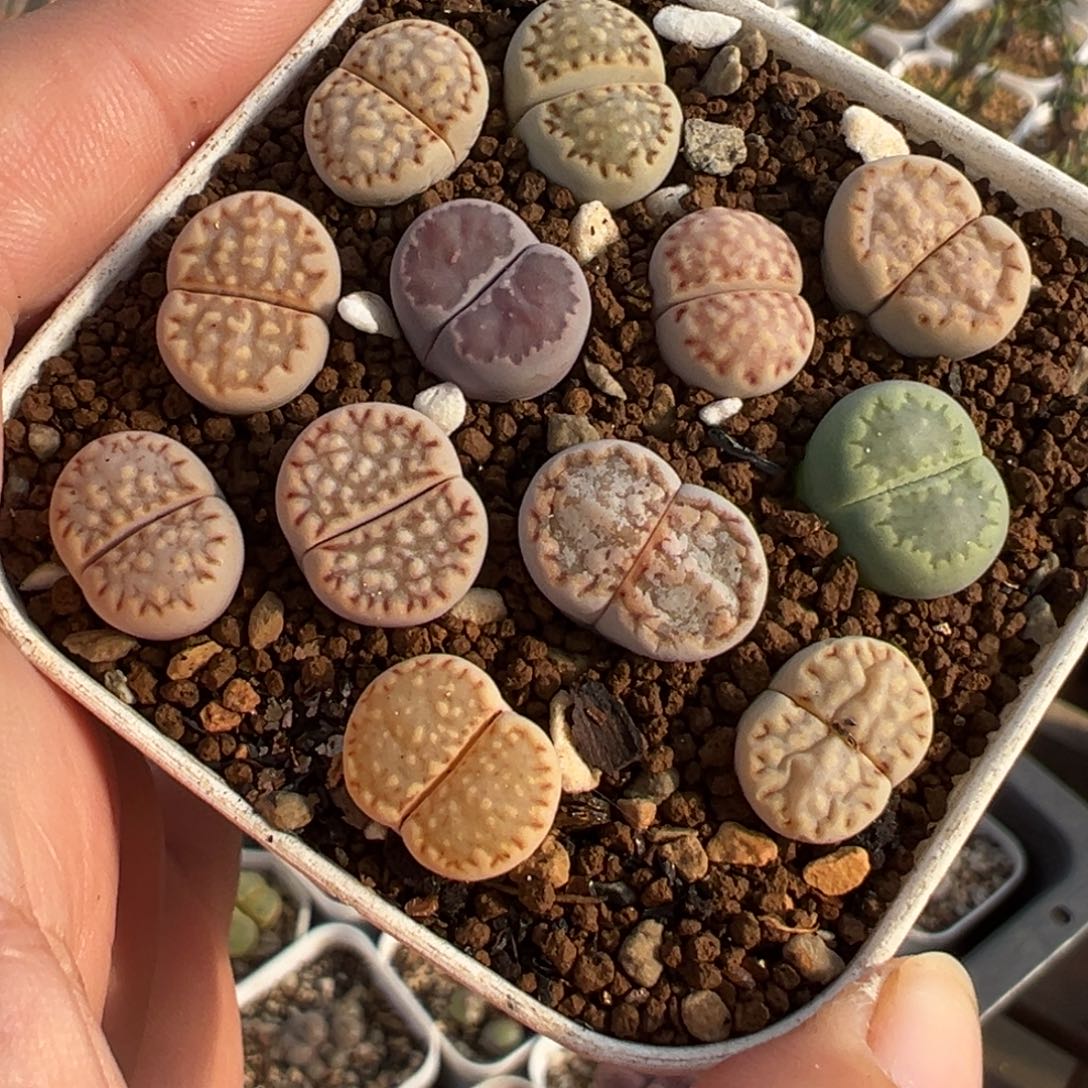 054多肉植物种类多样