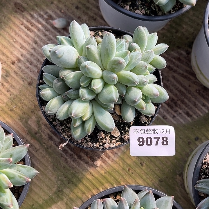 阿雅园艺。       9078