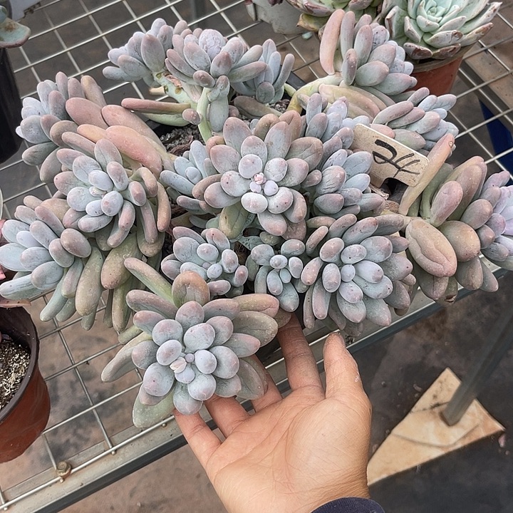 两单包邮，一物一拍汤圆微瑕24