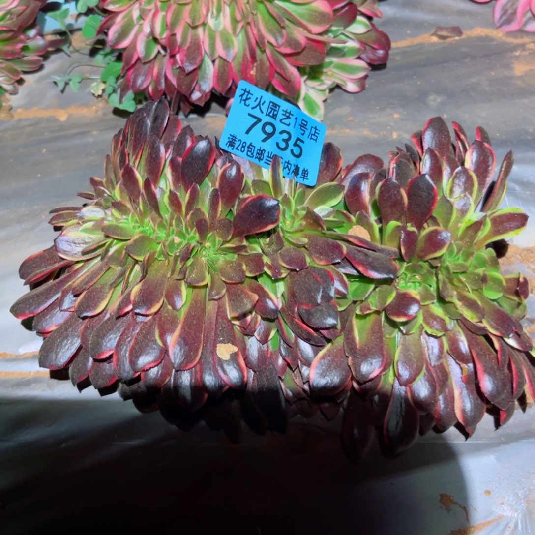 欧嘉莉缀7935 多肉植物