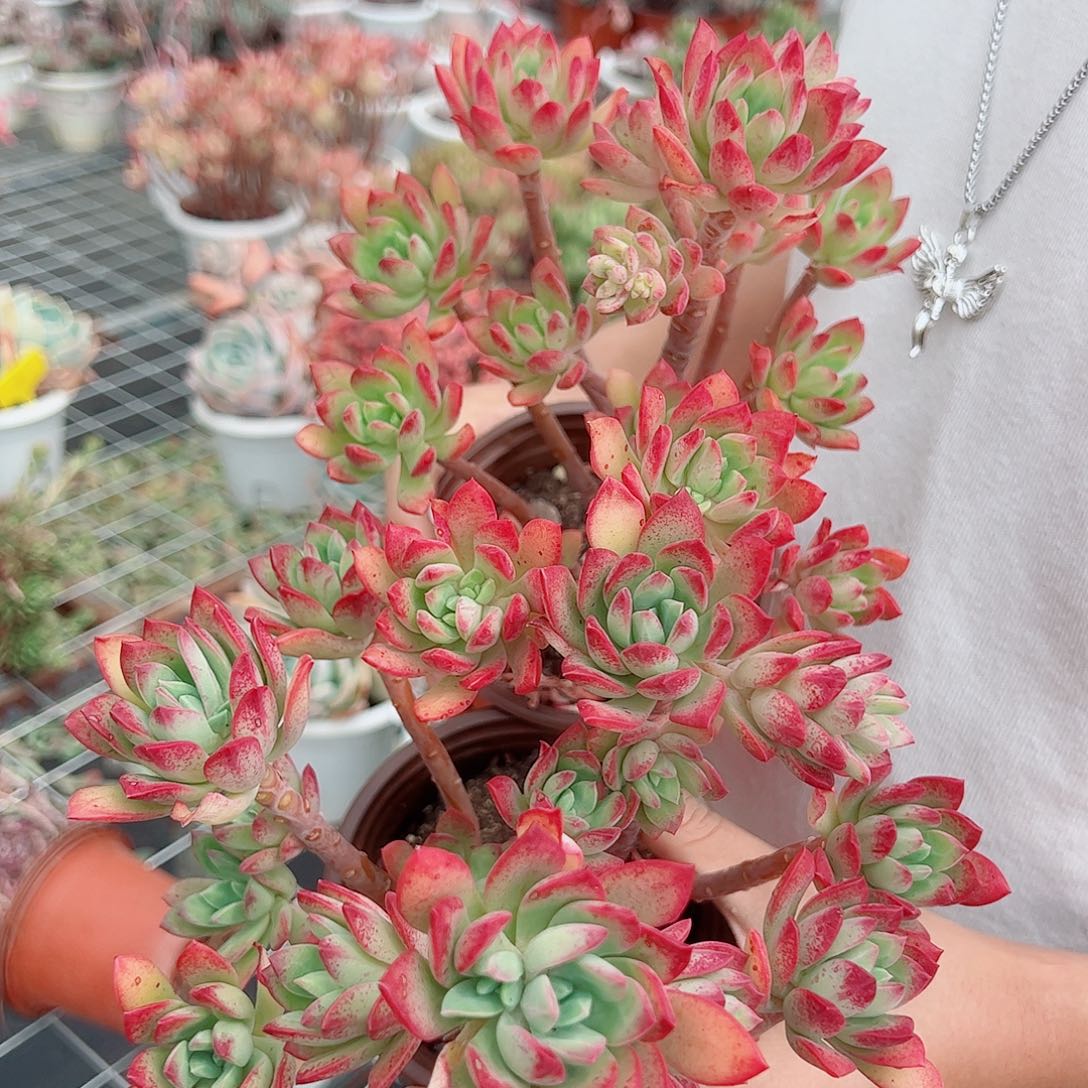 红稚莲整桩整群两盆