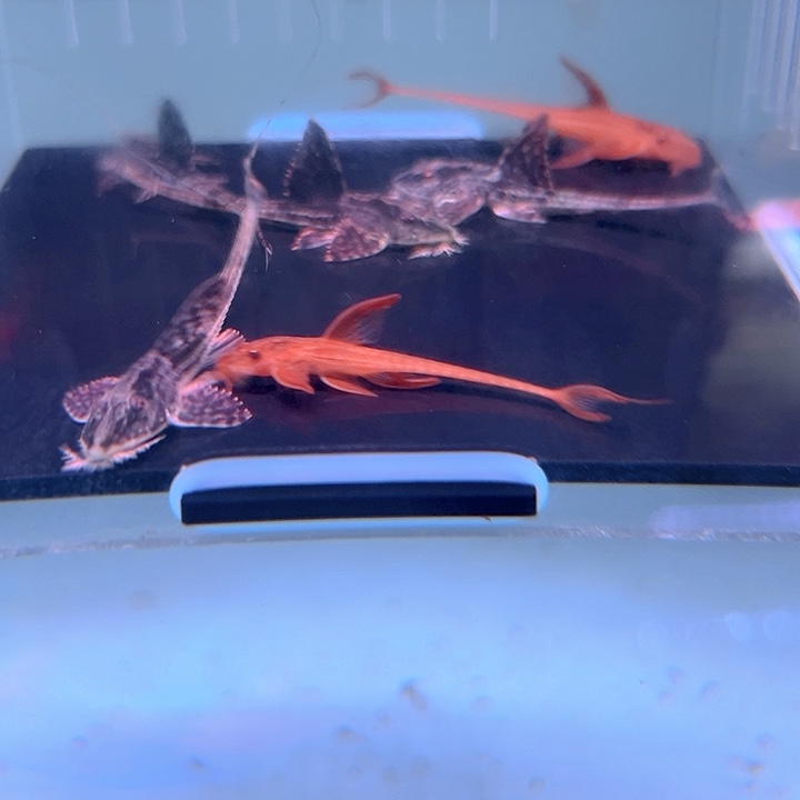 清道夫鱼12-024黑魔神4条 红蜻蜓2条尺寸4-5