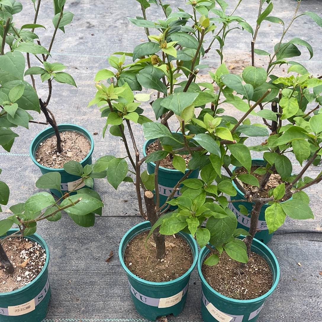 当前无花栽培后可以开花【苏瓦娜一棵】随机发货福利款不售后