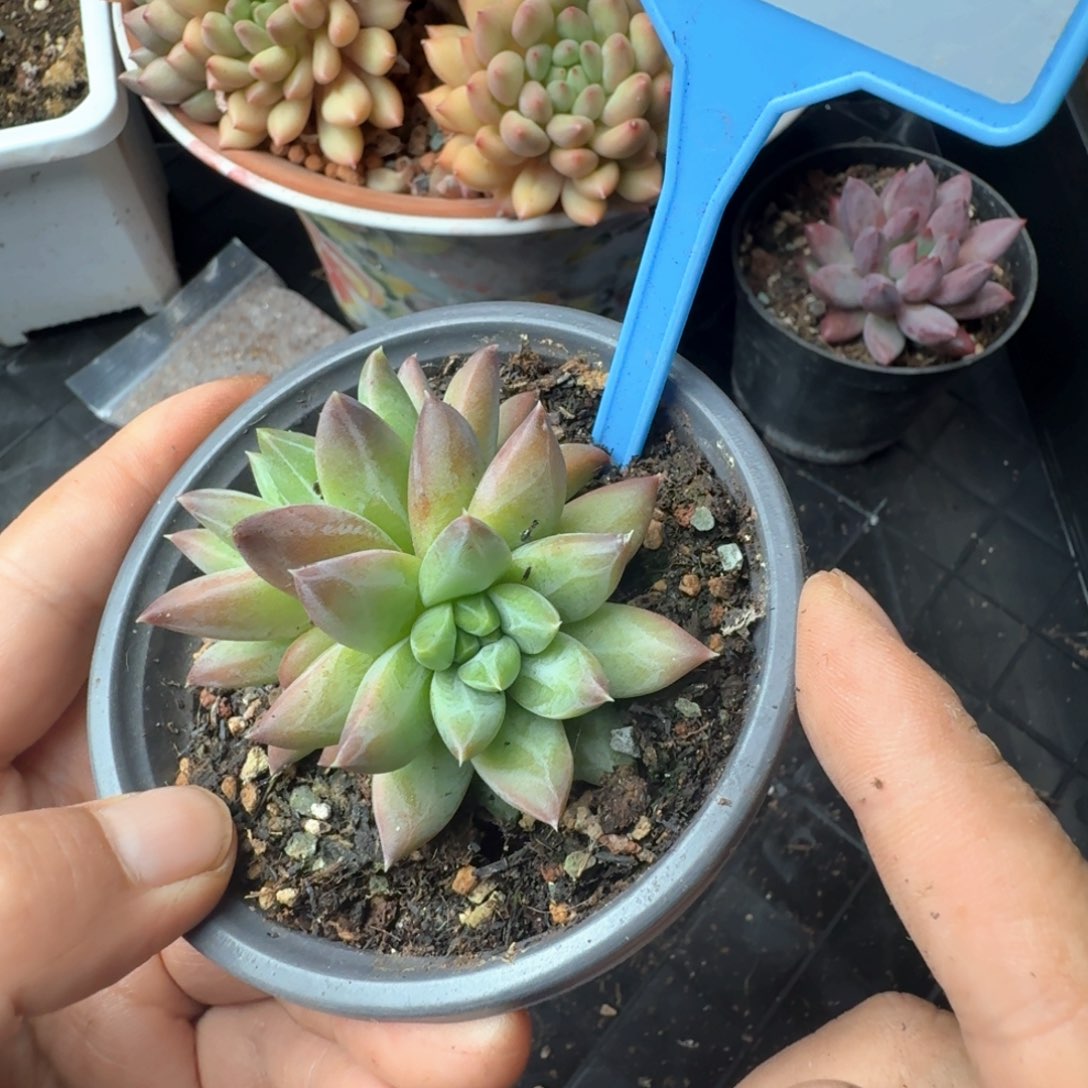 幻影多肉植物051.