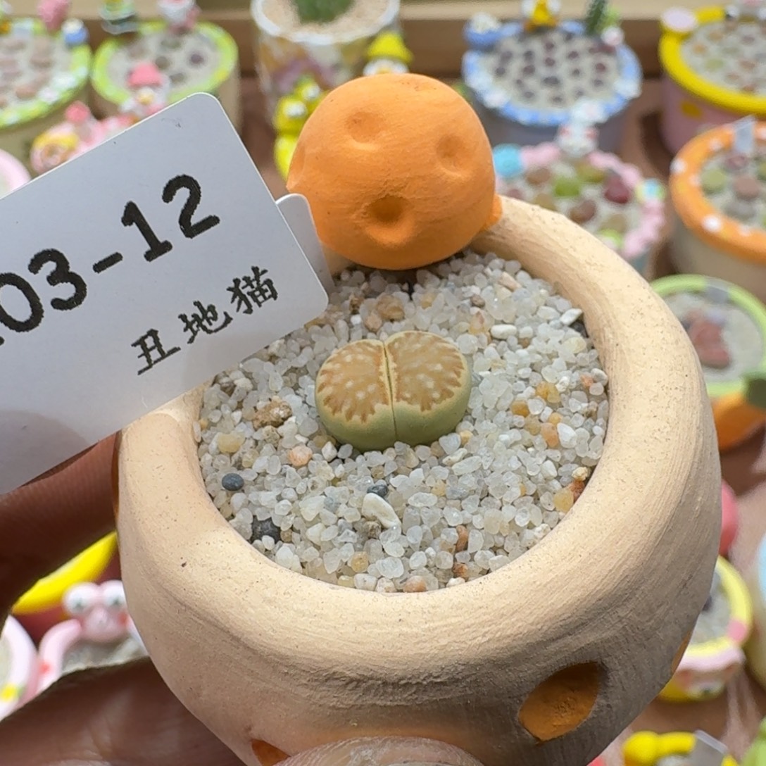 1203-012绿体菊带盆土