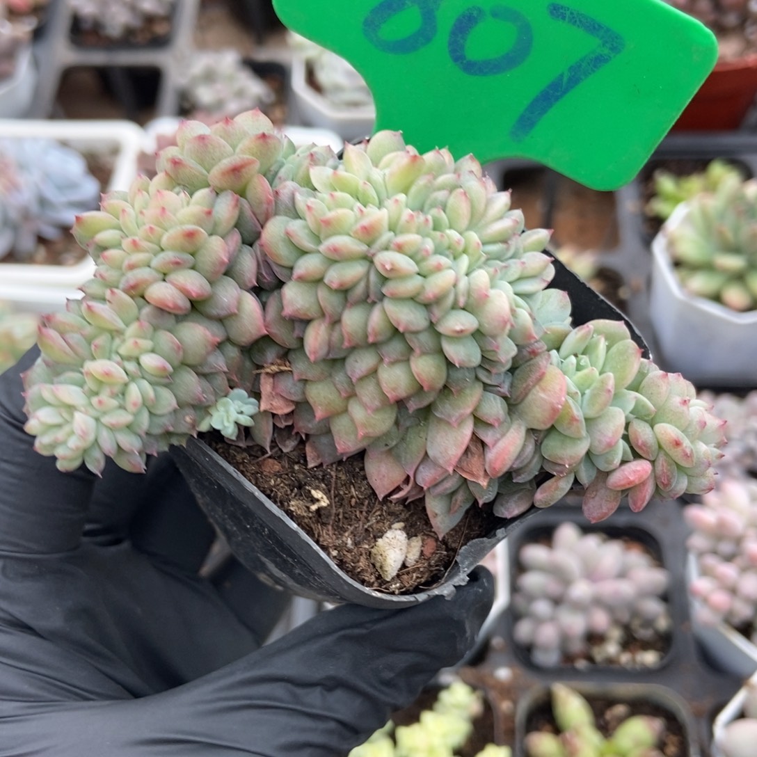 807冰魄缀多肉植物