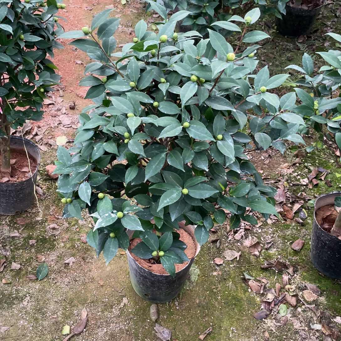 全部花朵香妃茶花111111