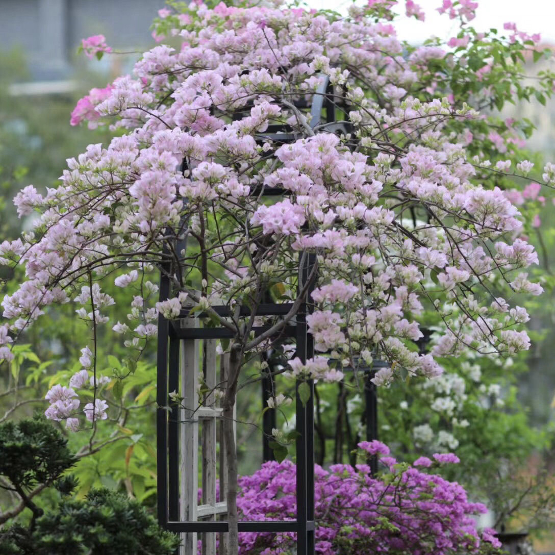 【苹果花】三角梅品种苗勤花喜阳阳台植物好养绿植不带花非一物一拍