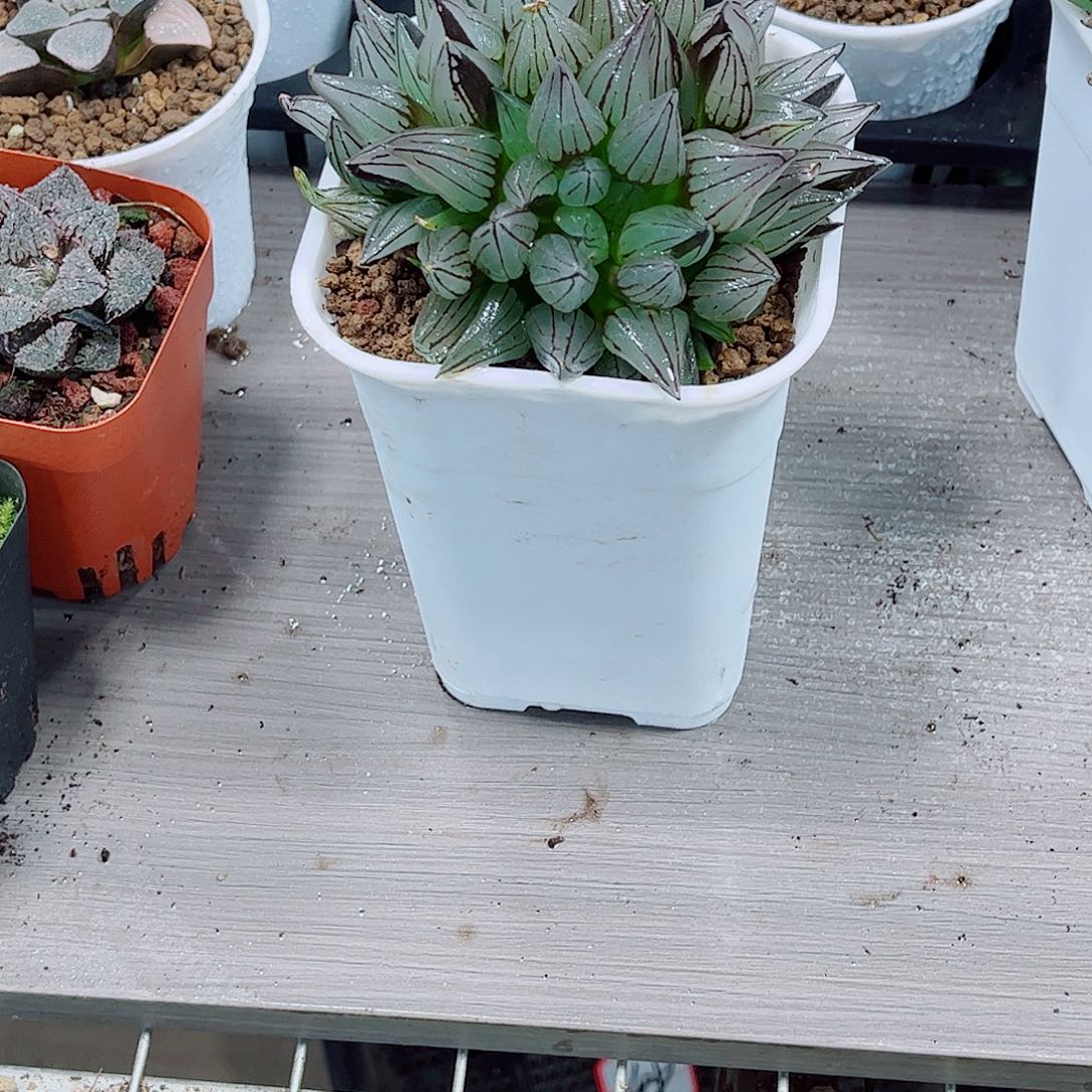 西瓜寿玉露处理一勿一拍