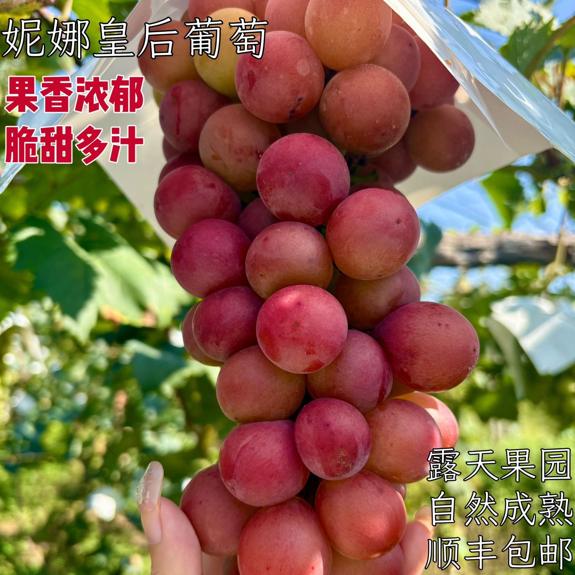 【顺丰空运】妮娜皇后整串发货顺丰包邮