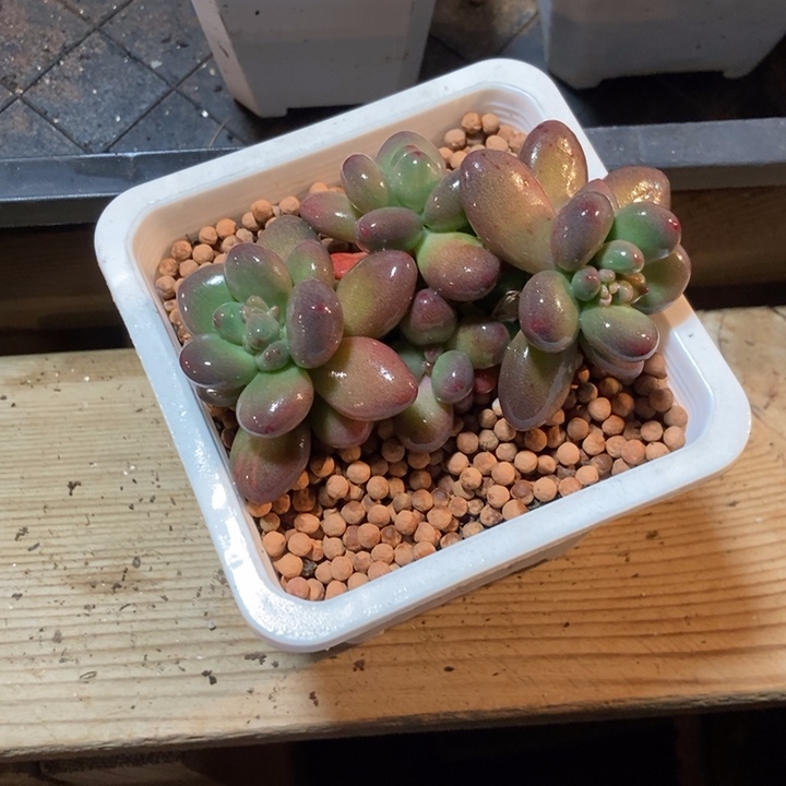 8*姐苹果奶酪锦多肉植物