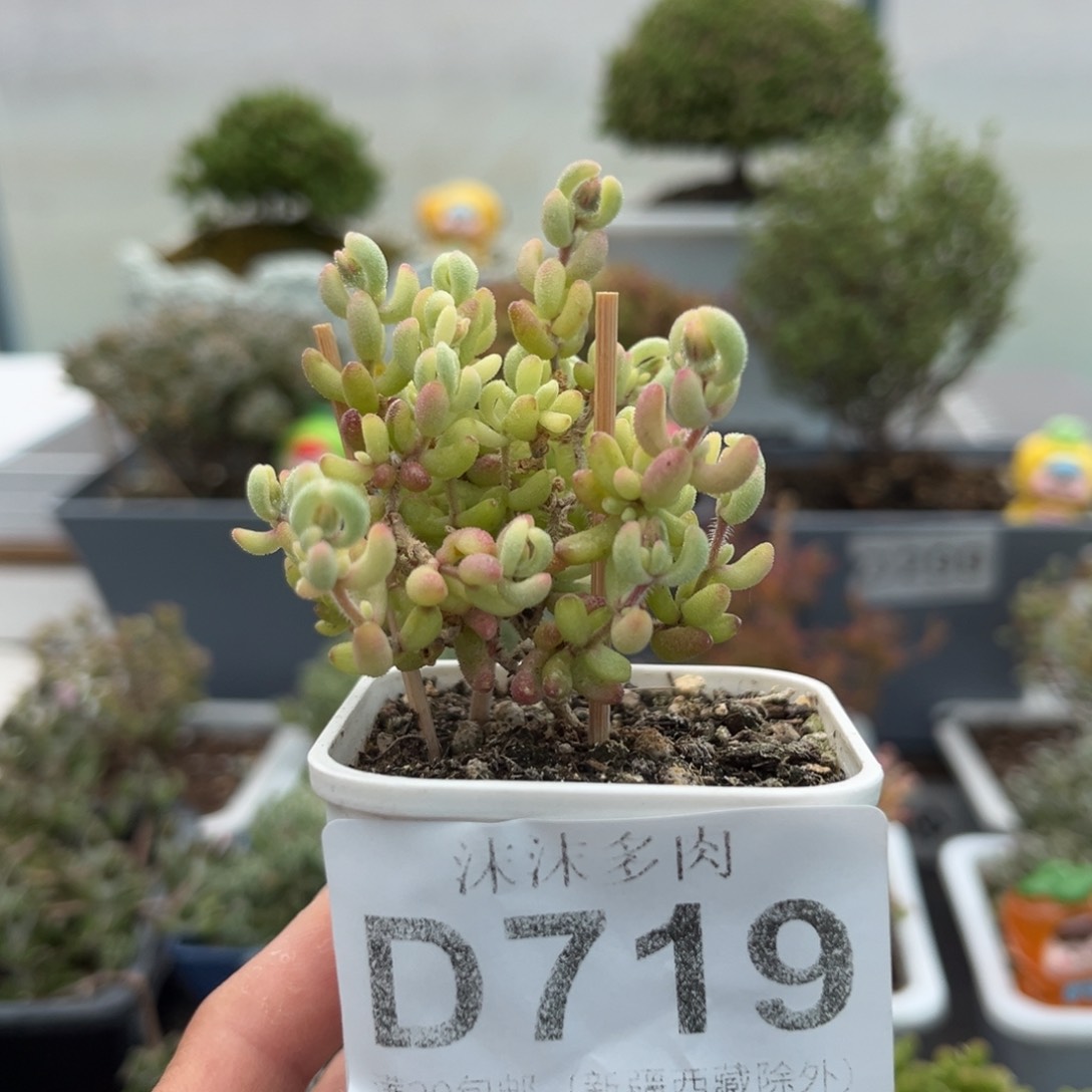 719红宝石腹轮锦