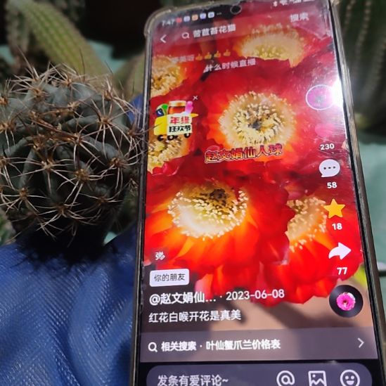 仙人球红花白喉侧芽