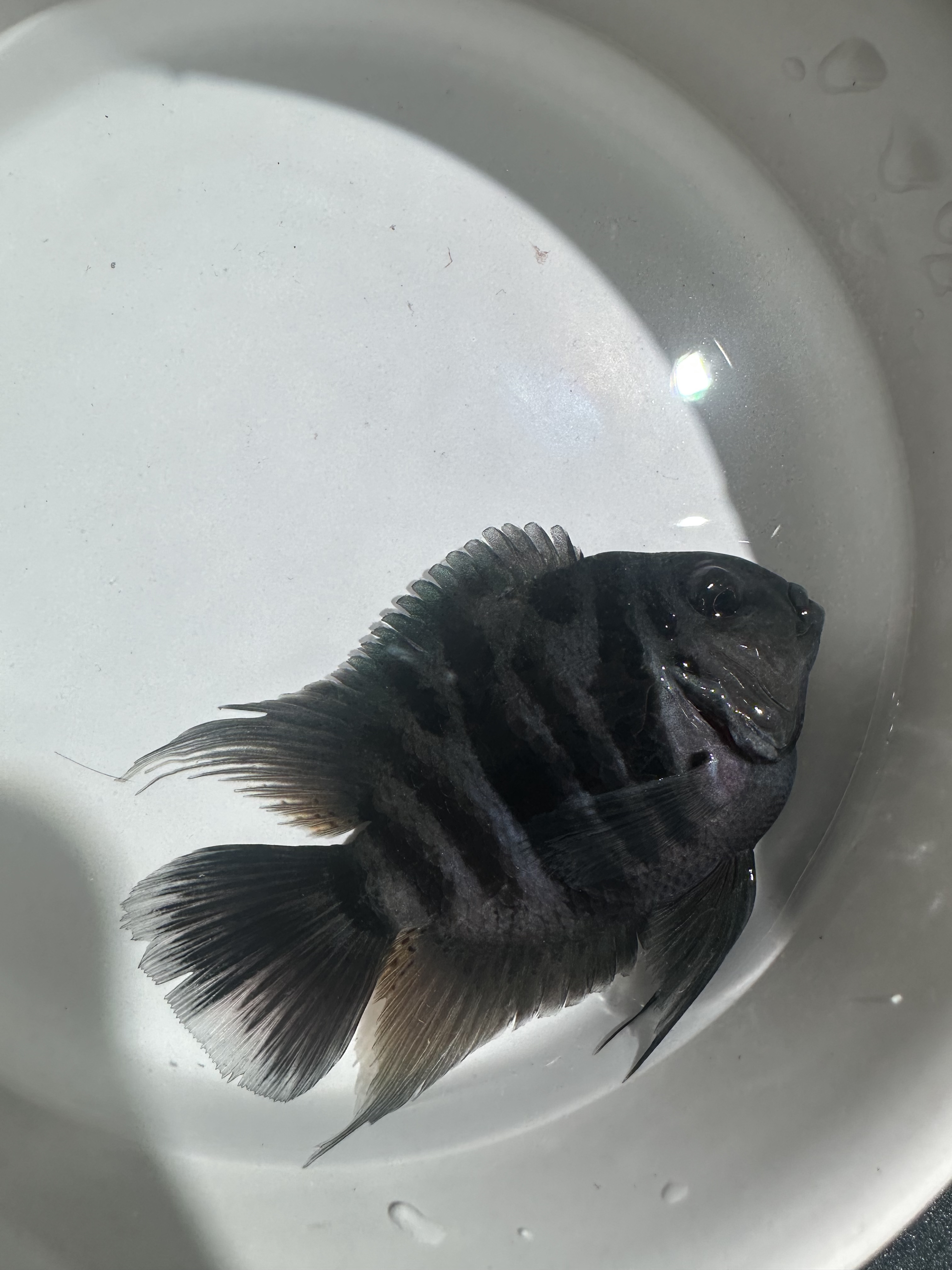 摩卡迷你鹦鹉鱼白金宝蓝鱼苗可繁殖适合水族好养热带鱼