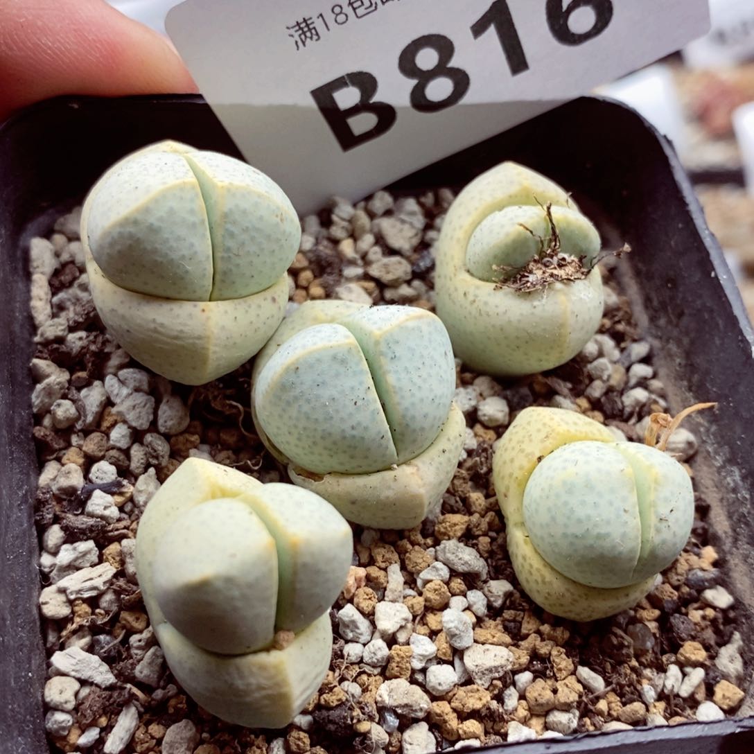 我的小姐姐们都是我的小可爱816