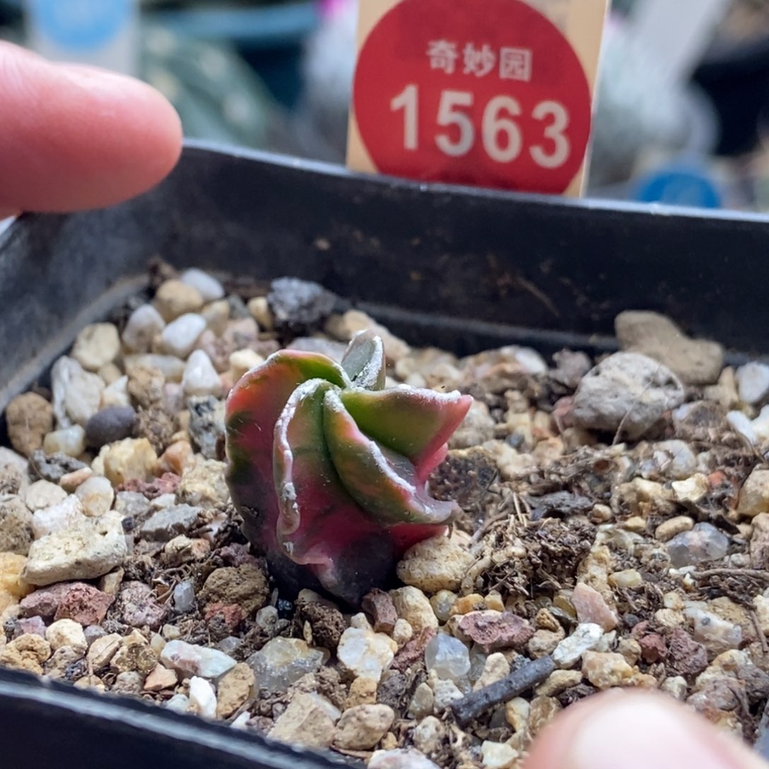 实生银沙鸾凤玉锦一颗