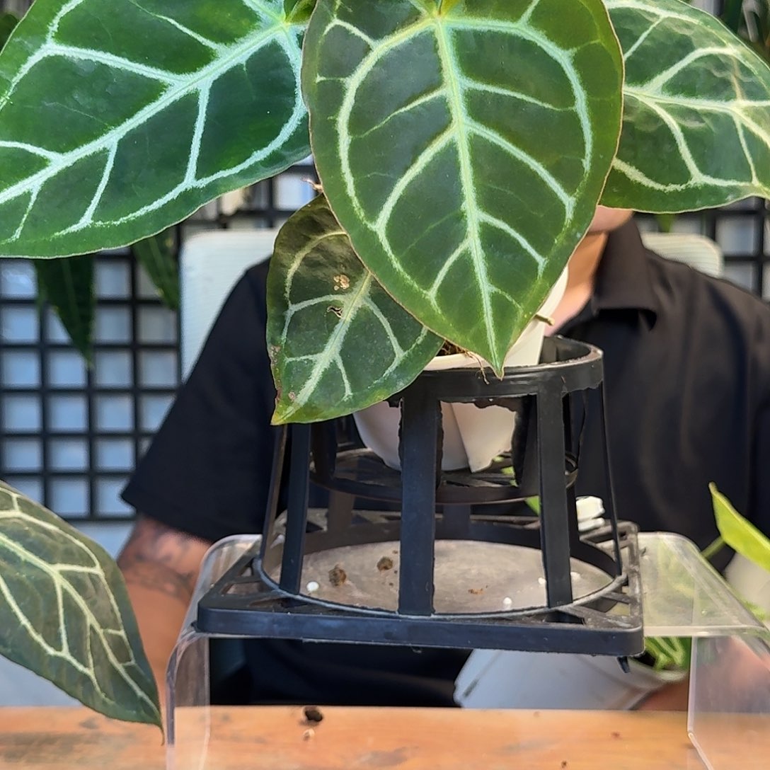 ****语无花朵一物一拍N64