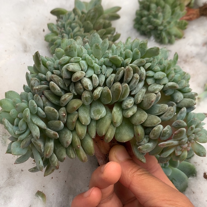 多肉植物星影树缀