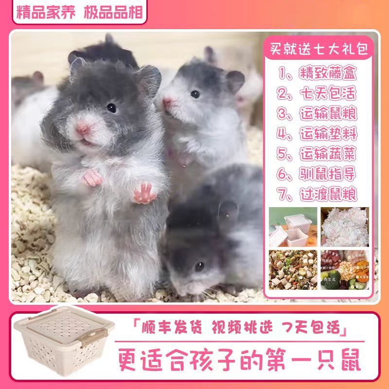 【年年熊铺】精品大体直毛卷毛家庭富养蓝波巧波肉桂波密波活体仓鼠