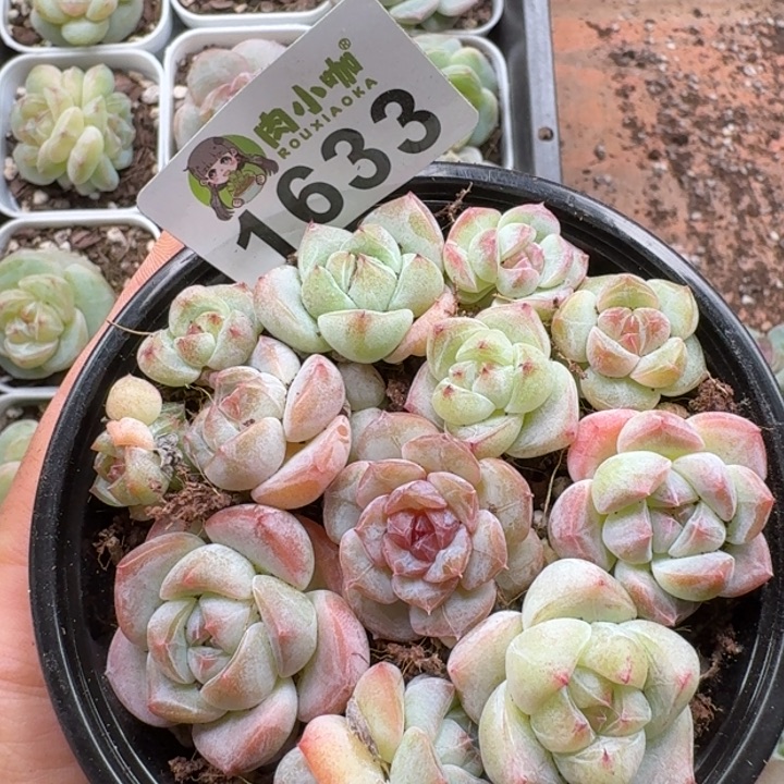 多肉植物多肉植物