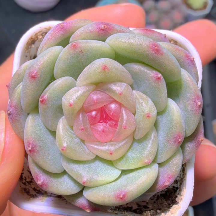 拍款甜心开播福利啦啦