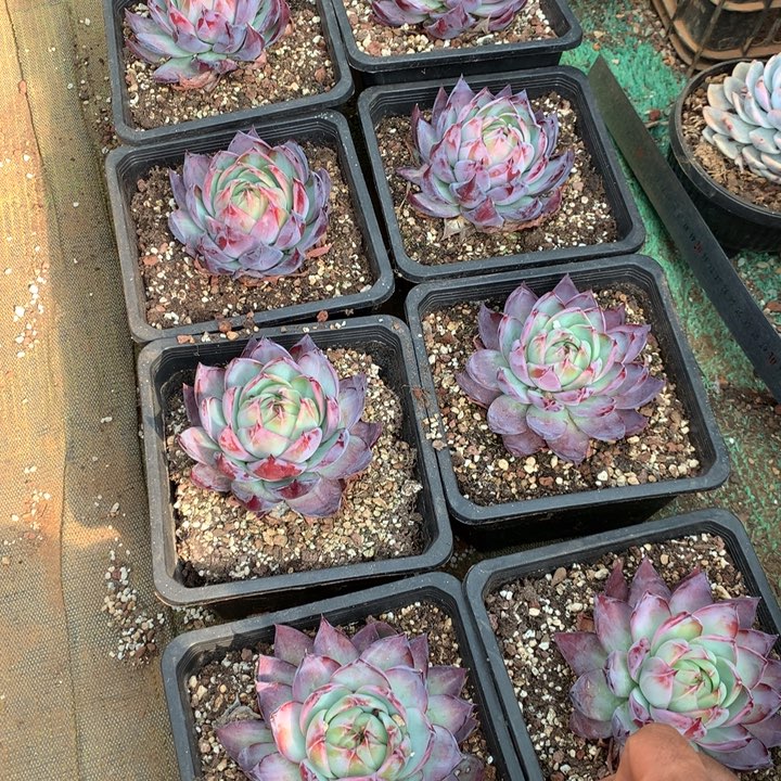 精品惊鸿仙子多肉植物两单包邮