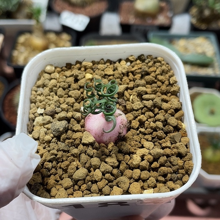 鮥***183GL蚊香弹簧草块根