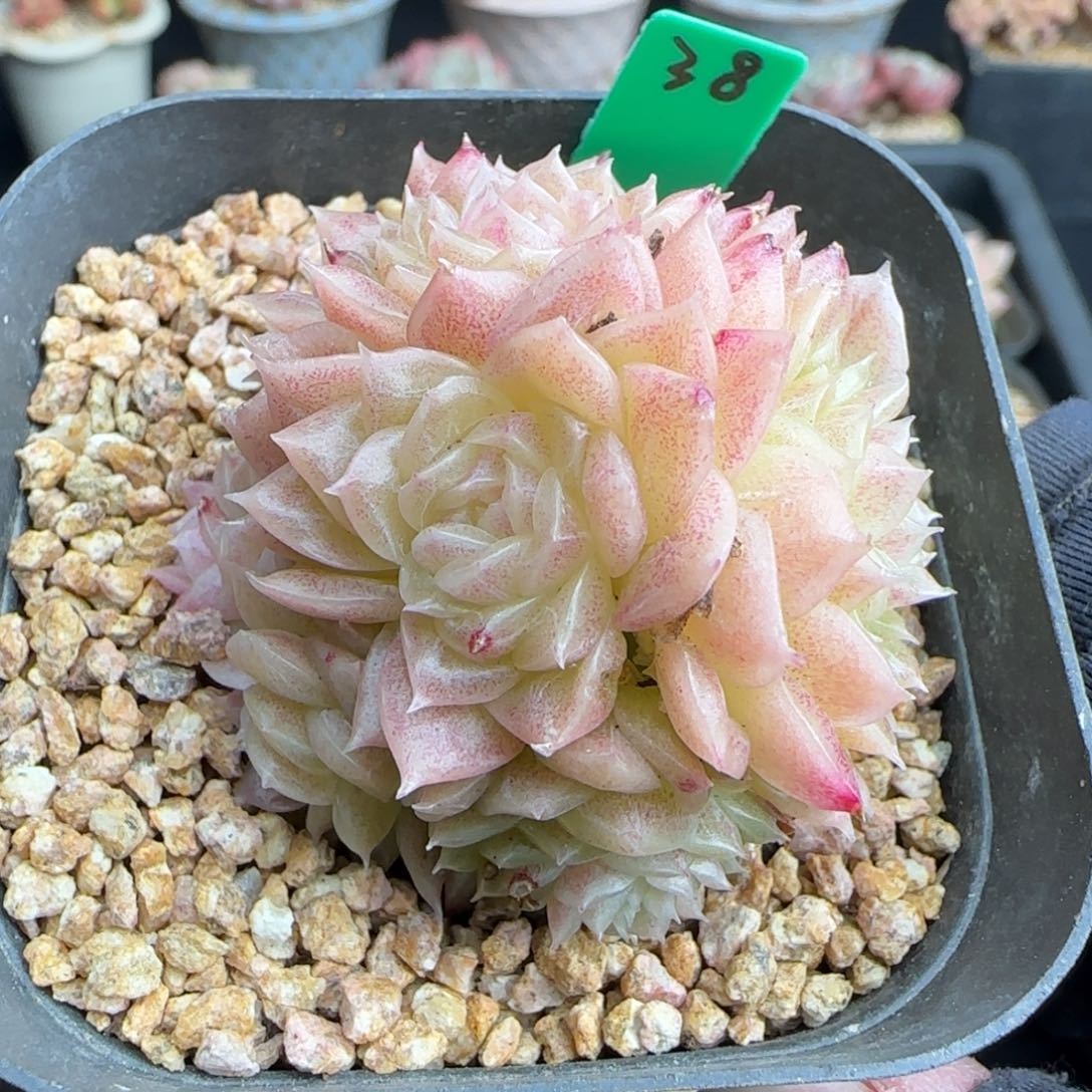 多肉38   麦秆不包整     6厘米盆  h