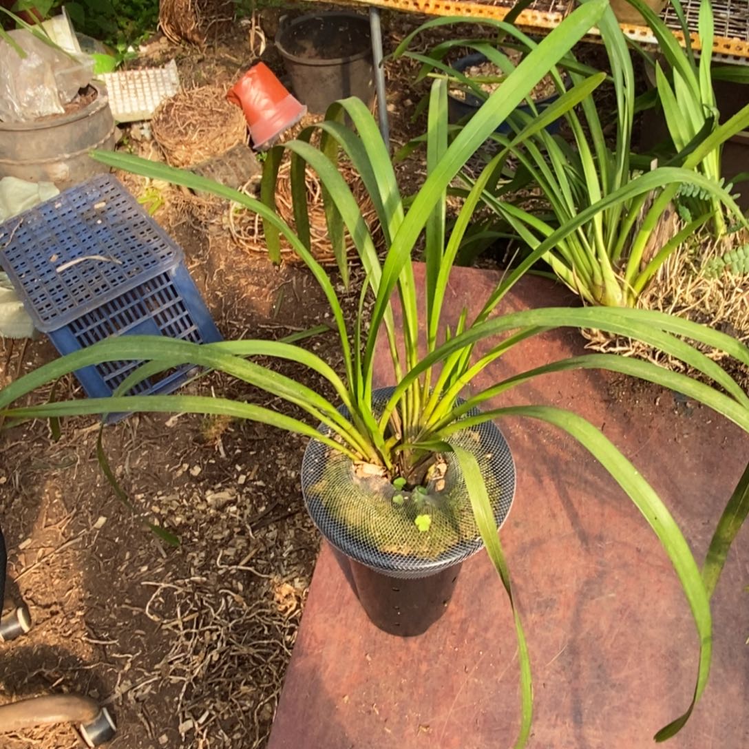 完全开放宽叶独占春